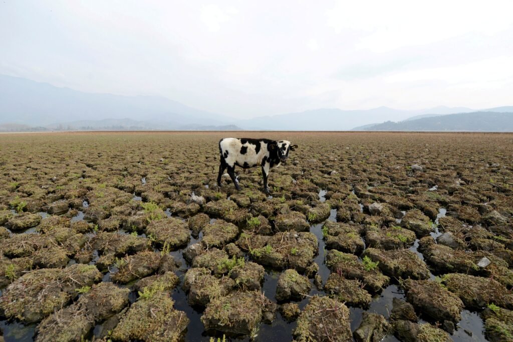 file photo: a cow is seen on land that used to be filled with water, at the aculeo lagoon in paine